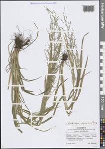 Catabrosa aquatica (L.) P.Beauv., Eastern Europe, Middle Volga region (E8) (Russia)