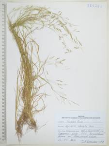 Agrostis clavata Trin., Siberia, Russian Far East (S6) (Russia)