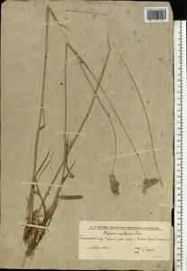 Alopecurus arundinaceus Poir., Eastern Europe, Lower Volga region (E9) (Russia)