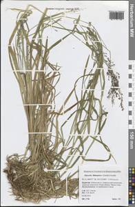 Glyceria lithuanica (Gorski) Gorski, Siberia, Baikal & Transbaikal region (S4) (Russia)