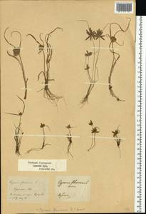 Cyperus flavescens L., Eastern Europe, Central forest-and-steppe region (E6) (Russia)