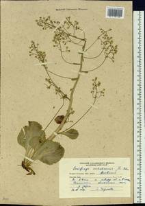 Micranthes sachalinensis (F. Schmidt) S. Akiyama & H. Ohba, Siberia, Russian Far East (S6) (Russia)