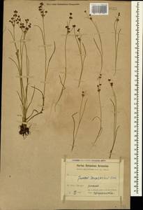 Juncus articulatus L., Caucasus, Armenia (K5) (Armenia)
