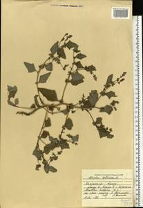 Atriplex sibirica L., Eastern Europe, Central region (E4) (Russia)