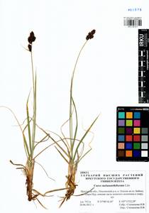 Carex melananthiformis Litv., Siberia, Baikal & Transbaikal region (S4) (Russia)