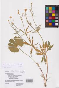 Ranunculus cassubicus L., Eastern Europe, North-Western region (E2) (Russia)