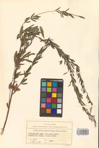 Lespedeza juncea (L.f.) Pers., Siberia, Russian Far East (S6) (Russia)
