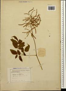 Aruncus dioicus var. kamtschaticus (Maxim.) Hara, Caucasus (no precise locality) (K0)