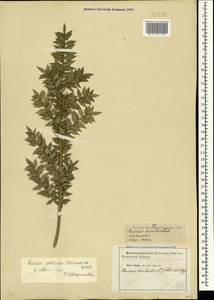 Ruscus aculeatus L., Crimea (KRYM) (Russia)