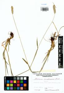 Alopecurus arundinaceus Poir., Siberia, Baikal & Transbaikal region (S4) (Russia)