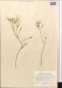 Ixiolirion tataricum (Pall.) Schult. & Schult.f., Middle Asia, Syr-Darian deserts & Kyzylkum (M7) (Kazakhstan)