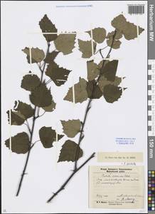 Betula pendula Roth, Caucasus, Krasnodar Krai & Adygea (K1a) (Russia)