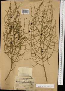 Asparagus dauricus Fisch. ex Link, Mongolia (MONG) (Mongolia)
