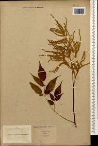 Aruncus dioicus var. kamtschaticus (Maxim.) Hara, Caucasus, Stavropol Krai, Karachay-Cherkessia & Kabardino-Balkaria (K1b) (Russia)