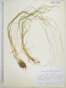Agrostis clavata Trin., Siberia, Russian Far East (S6) (Russia)