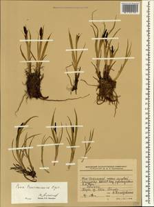 Carex transcaucasica T.V.Egorova, Caucasus, South Ossetia (K4b) (South Ossetia)