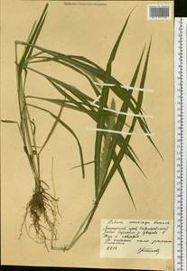Setaria faberi R.A.W.Herrm., Siberia, Russian Far East (S6) (Russia)