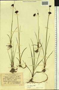 Juncus castaneus subsp. triceps (Rostk.) V. Novik., Siberia, Western Siberia (S1) (Russia)