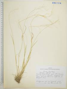 Agrostis clavata Trin., Siberia, Russian Far East (S6) (Russia)