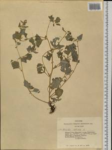 Atriplex sibirica L., Siberia, Altai & Sayany Mountains (S2) (Russia)