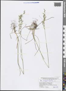 Poa angustifolia L., Eastern Europe, Middle Volga region (E8) (Russia)