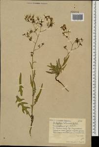 Lactuca tatarica (L.) C. A. Mey., Eastern Europe, Lower Volga region (E9) (Russia)