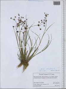 Juncus articulatus L., Eastern Europe, Central forest region (E5) (Russia)