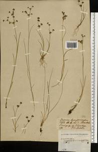 Juncus articulatus L., Eastern Europe, Central forest region (E5) (Russia)