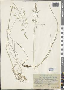 Poa pratensis L., Siberia, Baikal & Transbaikal region (S4) (Russia)
