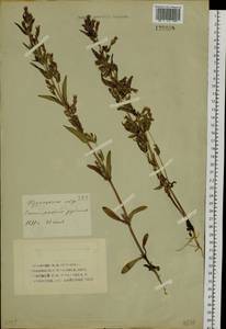 Gentianella amarella var. lingulata (C. Agardh) T. Karlsson, Siberia, Altai & Sayany Mountains (S2) (Russia)