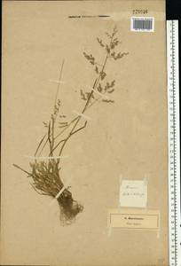 Poa annua L., Eastern Europe, North-Western region (E2) (Russia)