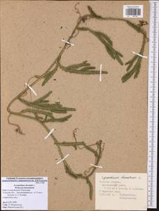 Lycopodium clavatum L., Eastern Europe, Central region (E4) (Russia)