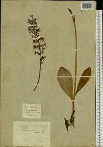 Platanthera bifolia (L.) Rich., Siberia, Western Siberia (S1) (Russia)