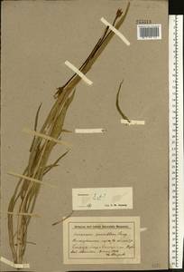 Scorzonera parviflora Jacq., Eastern Europe, Lower Volga region (E9) (Russia)
