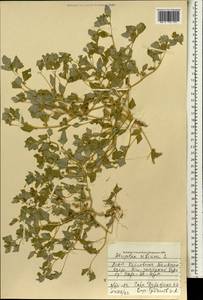 Atriplex sibirica L., Mongolia (MONG) (Mongolia)