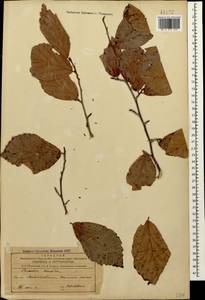Parrotia persica (DC.) C. A. Mey., Caucasus, Azerbaijan (K6) (Azerbaijan)