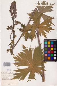 Aconitum septentrionale Koelle, Eastern Europe, Central region (E4) (Russia)
