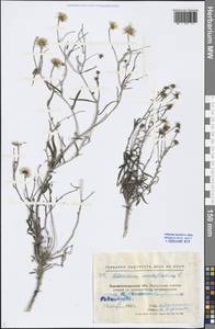 Hieracium umbellatum L., Eastern Europe, North Ukrainian region (E11) (Ukraine)
