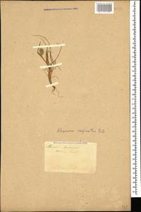 Alopecurus vaginatus (Willd.) Kunth, Caucasus, Turkish Caucasus (NE Turkey) (K7) (Turkey)