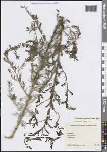 Artemisia scoparia Waldst. & Kit., Caucasus, Armenia (K5) (Armenia)
