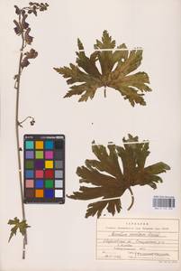 Aconitum septentrionale Koelle, Eastern Europe, Eastern region (E10) (Russia)