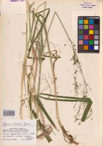 Glyceria lithuanica (Gorski) Gorski, Eastern Europe, Western region (E3) (Russia)