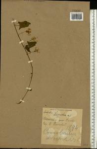 Convolvulus arvensis L., Eastern Europe, North Ukrainian region (E11) (Ukraine)