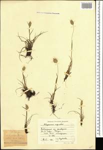 Alopecurus vaginatus (Willd.) Kunth, Caucasus, Krasnodar Krai & Adygea (K1a) (Russia)