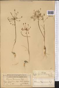 Allium borszczowii Regel, Middle Asia, Syr-Darian deserts & Kyzylkum (M7) (Kazakhstan)