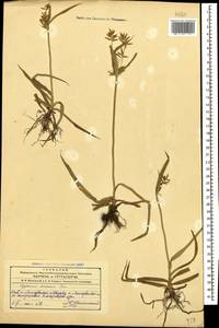 Cyperus esculentus L., Caucasus, Azerbaijan (K6) (Azerbaijan)