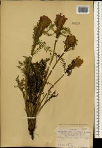 Pedicularis rubens Stephan ex Willd., Mongolia (MONG) (Mongolia)