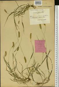 Setaria pumila (Poir.) Roem. & Schult., Siberia, Russian Far East (S6) (Russia)