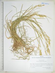 Glyceria leptolepis Ohwi, Siberia, Russian Far East (S6) (Russia)