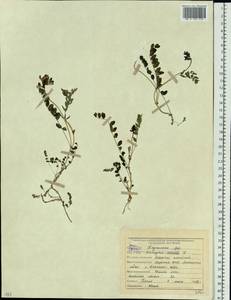 Astragalus alpinus L., Siberia, Yakutia (S5) (Russia)